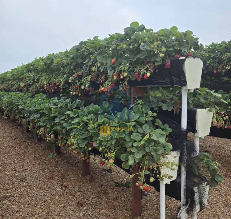 hydroponic strawberries