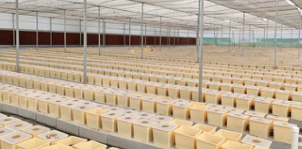 china used hydroponic growing systems greenhouse