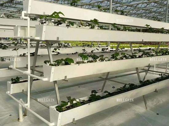 Commercial strawberry growing troughs