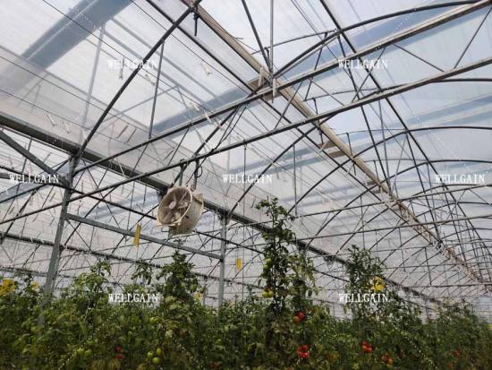  Greenhouse hanging production system 