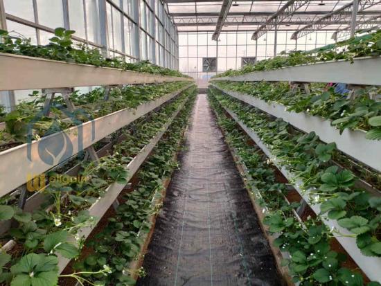 Strawberry growing system