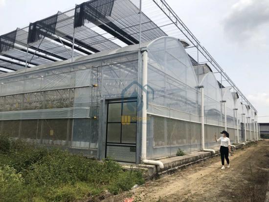 Multi span greenhouse supplier