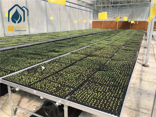 Hydroponic rolling tables