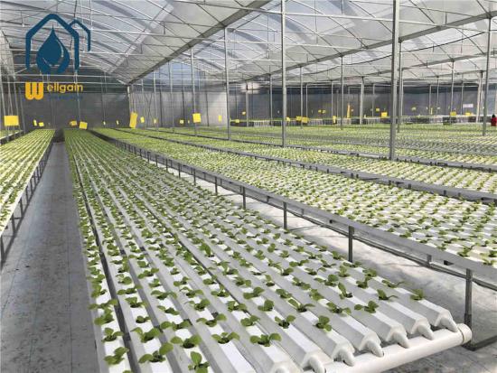 Lettuce grow hydroponics