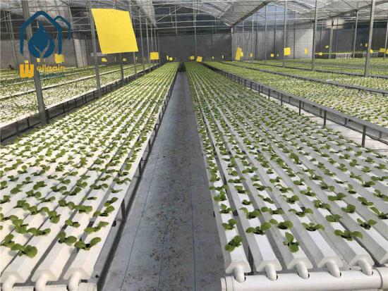 What is hydroponics farming