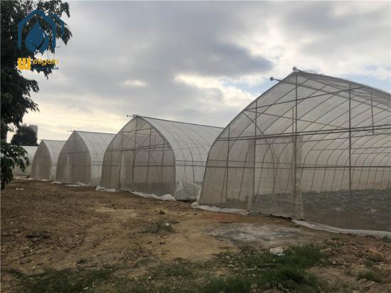 Single-span Greenhouses Agricultura