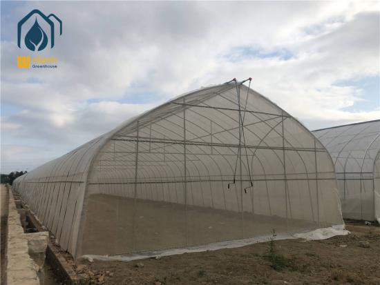 Single-span plastic film greenhouses
