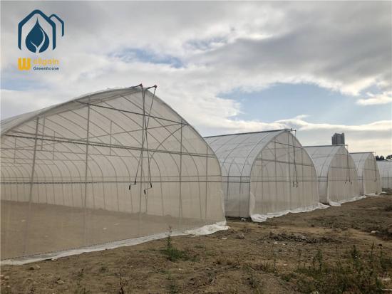 Single-span Greenhouse