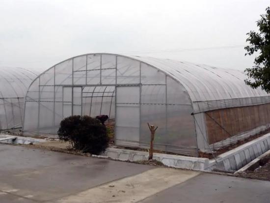 Plastic Film Tunnel Greenhouse