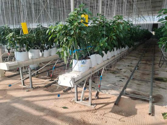 Agricultural Hydroponic