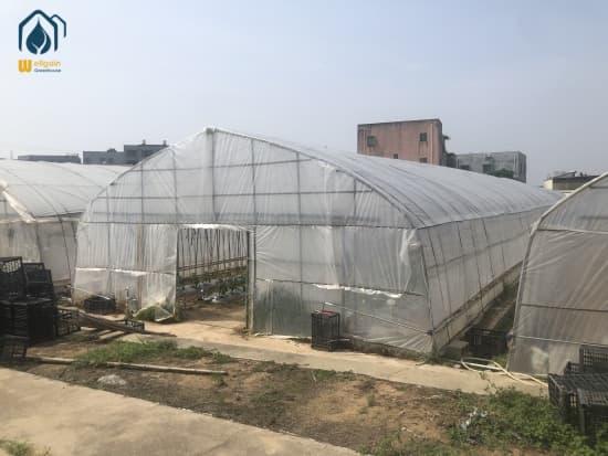 Tomato greenhouse