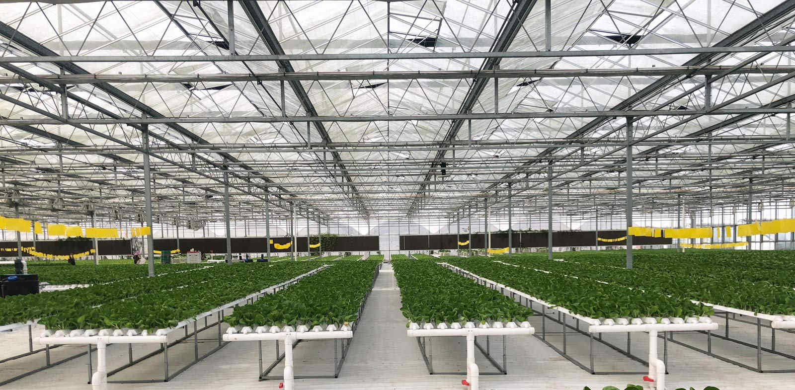 Hydroponic lettuce farm greenhouse