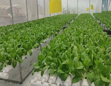 دفيئة + زراعة مائية NFT = نمو لا ينتهي