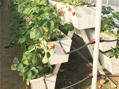 معدات زراعة الفراولة الزراعية الحديثة حوض زرع PVC